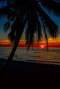 Sea sunset beach palm coconut